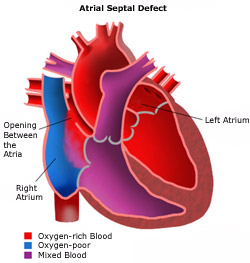 anatomy of the heart