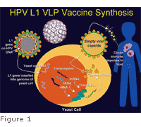 hpv capsid