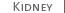 Kidney