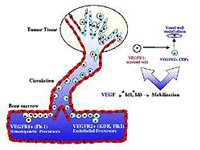 Diagram tumor tissue growth